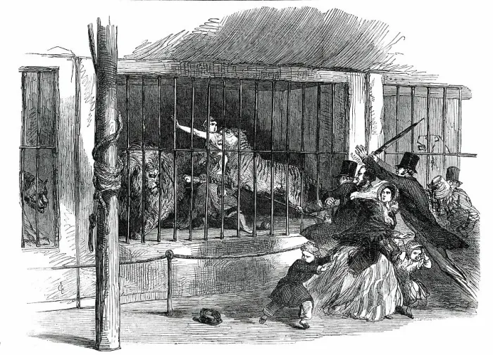 Framed Print : Death of the Lion Queen, in Wombwell's Menagerie, at Chatham, 1850. Creator: Unknown. Death of the Lion Queen, in Wombwell's Menagerie, at Chatham, 1850. Creator: Unknown