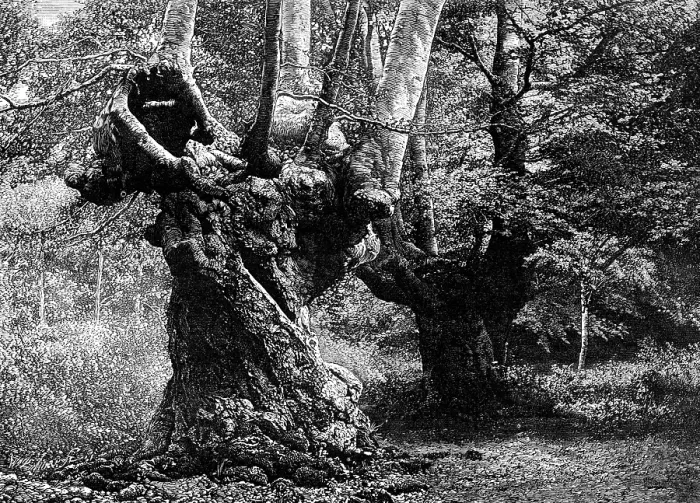 Framed Print : Dedication of Burnham Beeches to the public: the Elder Brethren, 1883. Creator: William James Palmer Framed Print : Dedication of Burnham Beeches to the public: the Elder Brethren, 1883. Creator: William James Palmer
