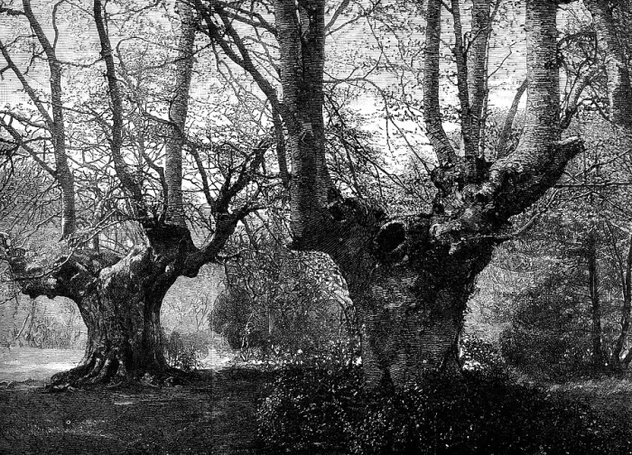 Framed Print : Dedication of Burnham Beeches to the public: spring-time at Burnham Beeches, 1883. Creator: Unknown Framed Print : Dedication of Burnham Beeches to the public: spring-time at Burnham Beeches, 1883. Creator: Unknown