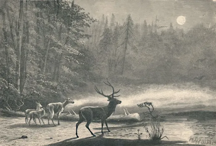 Framed Print : Deer on Lake St. Regis, at night, 1883 Framed Print : Deer on Lake St. Regis, at night, 1883