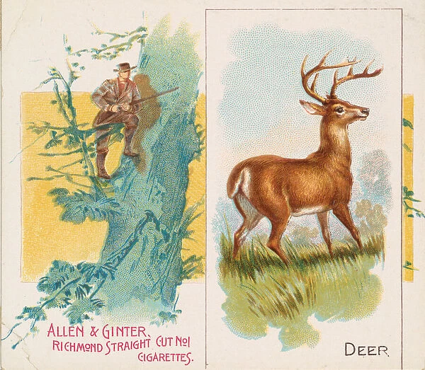 Deer, from Quadrupeds series (N41) for Allen & Ginter Cigarettes, 1890