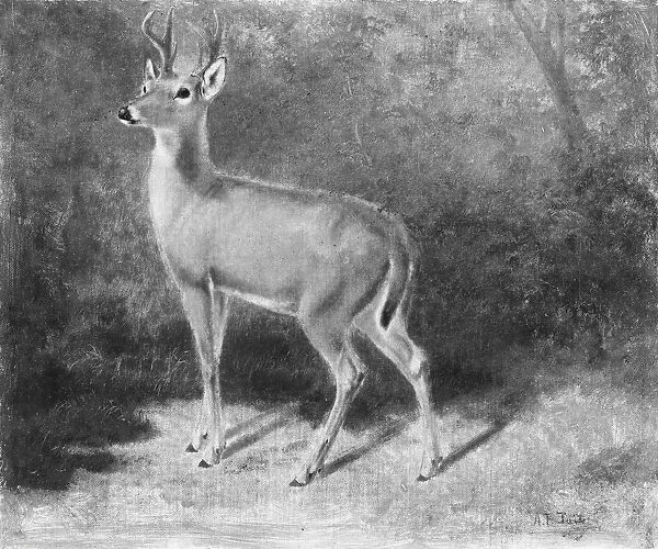 Deer—Sketch from Nature, ca. 1882. Creator: Arthur Fitzwilliam Tait