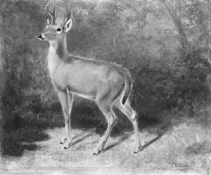 Framed Print : Deer-Sketch from Nature, ca. 1882. Creator: Arthur Fitzwilliam Tait Framed Print : Deer-Sketch from Nature, ca. 1882. Creator: Arthur Fitzwilliam Tait