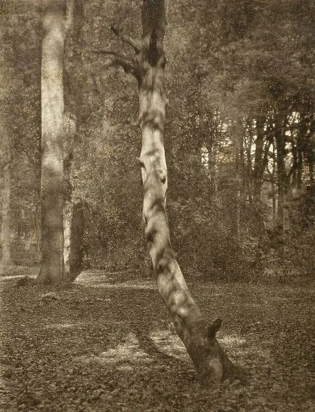 In Deerleap Woods, Printed 1900 circa. Creator: Frederick Henry Evans