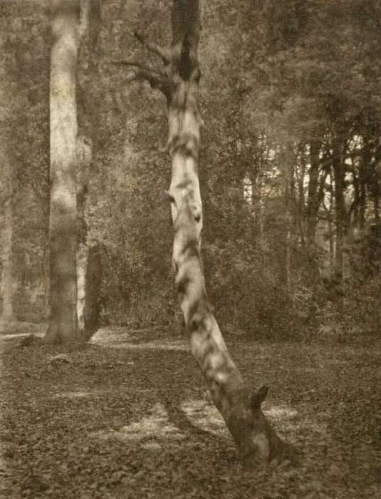Framed Print : In Deerleap Woods, Printed 1900 circa. Creator: Frederick Henry Evans Framed Print : In Deerleap Woods, Printed 1900 circa. Creator: Frederick Henry Evans