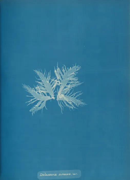 Framed Print : Delesseria sinvosa, var. ca. 1853. Creator: Anna Atkins Framed Print : Delesseria sinvosa, var. ca. 1853. Creator: Anna Atkins