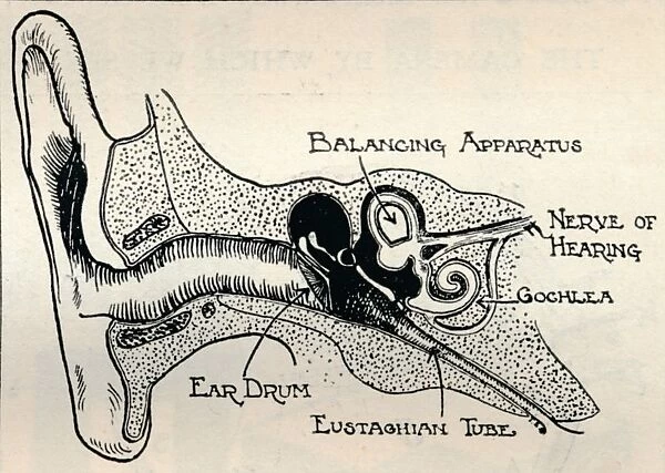 Delicate Mechanism of the Ear, c1934