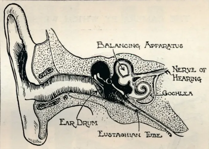 Framed Print : Delicate Mechanism of the Ear, c1934