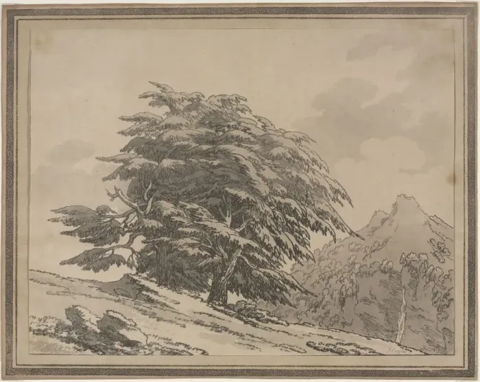 Framed Print : Delineations of the General Character Ramifications and Foliage of Forest Trees: Cedar, 1789 Framed Print : Delineations of the General Character Ramifications and Foliage of Forest Trees: Cedar, 1789