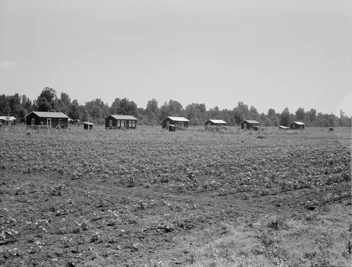 Framed Print : Delta cooperative farm cabins and cotton, Hillhouse, Mississippi, 1937. Creator: Dorothea Lange Framed Print : Delta cooperative farm cabins and cotton, Hillhouse, Mississippi, 1937. Creator: Dorothea Lange