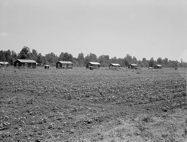 Delta cooperative farm cabins and cotton, Hillhouse, Mississippi, 1937. Creator: Dorothea Lange