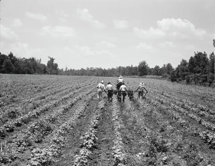 Framed Print : Delta cooperative farm, Hillhouse, Mississippi, 1937. Creator: Dorothea Lange Framed Print : Delta cooperative farm, Hillhouse, Mississippi, 1937. Creator: Dorothea Lange