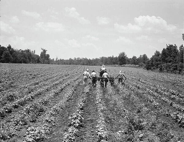 Delta cooperative farm, Hillhouse, Mississippi, 1937. Creator: Dorothea Lange