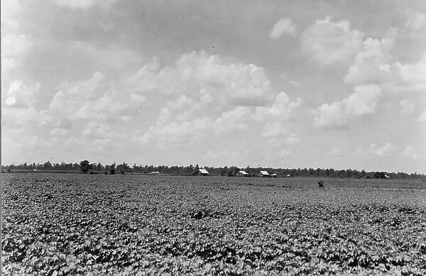 The Delta landscape is dotted with cotton cabins... Washington County, Mississippi, 1937. Creator: Dorothea Lange
