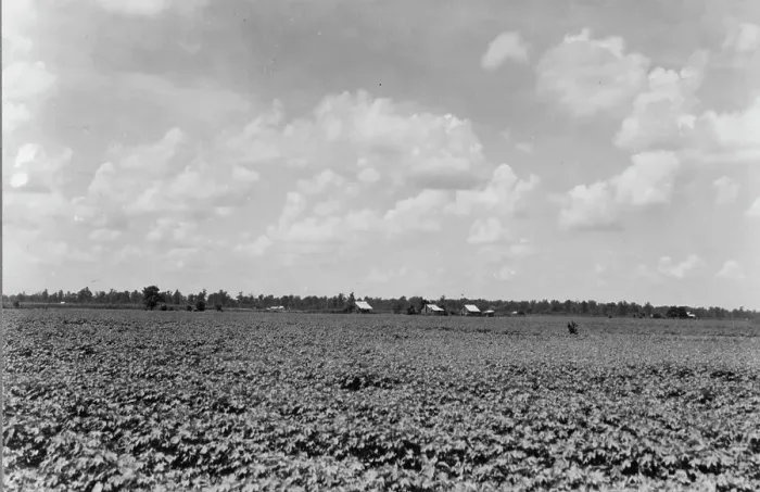 Framed Print : The Delta landscape is dotted with cotton cabins... Washington County, Mississippi, 1937. Creator: Dorothea Lange