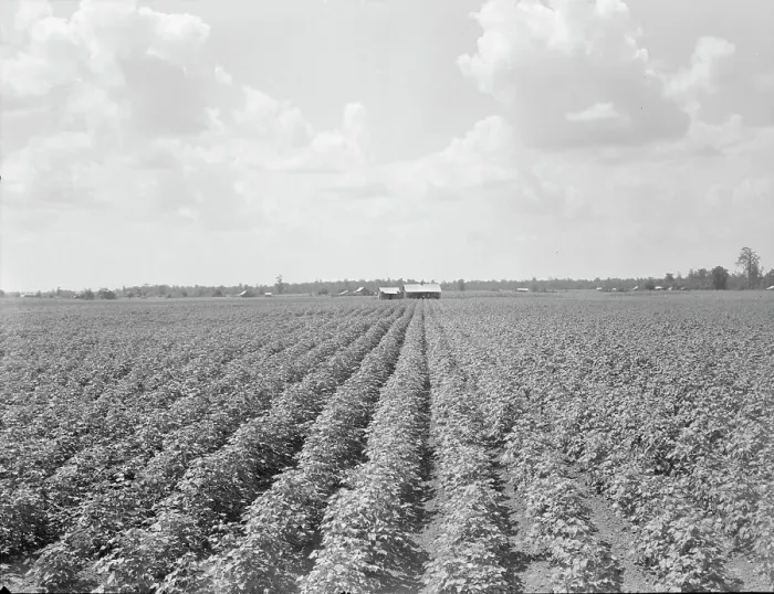 Framed Print : Delta plantation landscape south of Wilson, Arkansas, 1938. Creator: Dorothea Lange Framed Print : Delta plantation landscape south of Wilson, Arkansas, 1938. Creator: Dorothea Lange