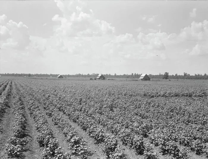 Framed Print : Delta plantation landscape south of Wilson, Arkansas, 1938. Creator: Dorothea Lange Framed Print : Delta plantation landscape south of Wilson, Arkansas, 1938. Creator: Dorothea Lange