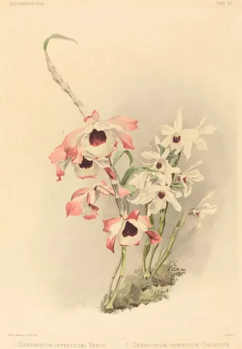 Framed Print : Dendrobium (Hybridium) Venus and Dendrobium (Hybridium) Cassiope. Creator: Joseph Mansell Framed Print : Dendrobium (Hybridium) Venus and Dendrobium (Hybridium) Cassiope. Creator: Joseph Mansell