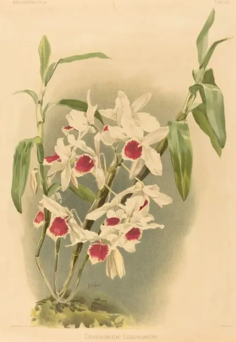 Framed Print : Dendrobium Leechianum. Creator: Joseph Mansell Framed Print : Dendrobium Leechianum. Creator: Joseph Mansell