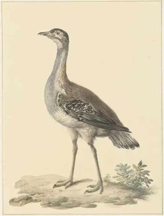 Framed Print : Denhams trap (Neotis Denhami), 1759-1842. Creator: Pieter Bartholomeusz. Barbiers Framed Print : Denhams trap (Neotis Denhami), 1759-1842. Creator: Pieter Bartholomeusz. Barbiers