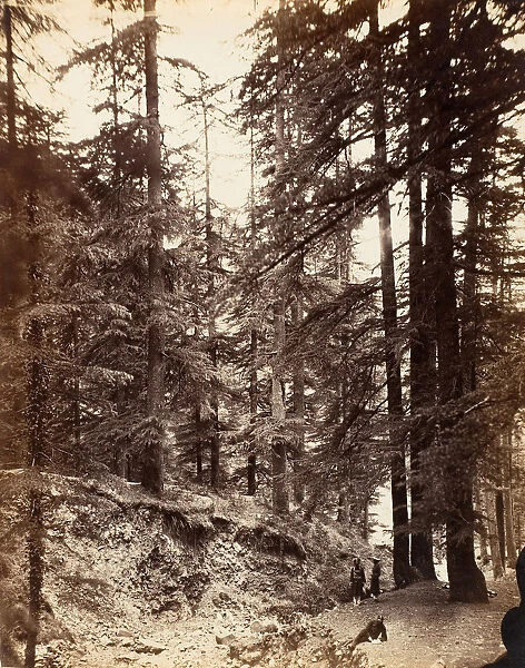 Deodars at Annandale, Simla, 1858-61. Creator: Unknown