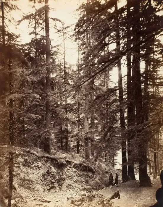 Framed Print : Deodars at Annandale, Simla, 1858-61. Creator: Unknown Framed Print : Deodars at Annandale, Simla, 1858-61. Creator: Unknown