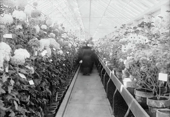 Framed Print : Department of Agriculture Chrysanthemum Show, 1917. Creator: Harris & Ewing. Department of Agriculture Chrysanthemum Show, 1917. Creator: Harris & Ewing Framed Print : Department of Agriculture Chrysanthemum Show, 1917. Creator: Harris & Ewing. Department of Agriculture Chrysanthemum Show, 1917. Creator: Harris & Ewing