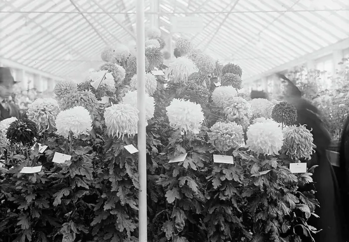 Framed Print : Department of Agriculture Chrysanthemum Show, 1917. Creator: Harris & Ewing. Department of Agriculture Chrysanthemum Show, 1917. Creator: Harris & Ewing Framed Print : Department of Agriculture Chrysanthemum Show, 1917. Creator: Harris & Ewing. Department of Agriculture Chrysanthemum Show, 1917. Creator: Harris & Ewing