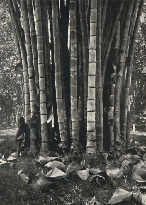 Framed Print : Der untere Teil der Halme einer Pflanze des Riesenbambus in Peradeniya, 1926 Framed Print : Der untere Teil der Halme einer Pflanze des Riesenbambus in Peradeniya, 1926