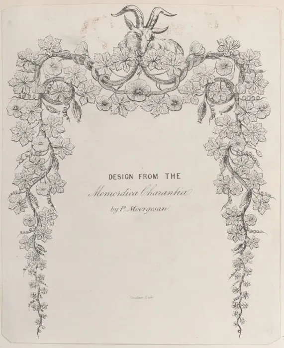 Framed Print : Design from the Momordica Charantia by P. Moorgesan, 19th century. 19th century. Creator: Anon Framed Print : Design from the Momordica Charantia by P. Moorgesan, 19th century. 19th century. Creator: Anon