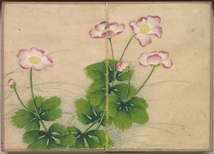 Framed Print : Desk Album: Flower and Bird Paintings (mallow flowers), 18th Century. Creator: Zhang Ruoai Framed Print : Desk Album: Flower and Bird Paintings (mallow flowers), 18th Century. Creator: Zhang Ruoai