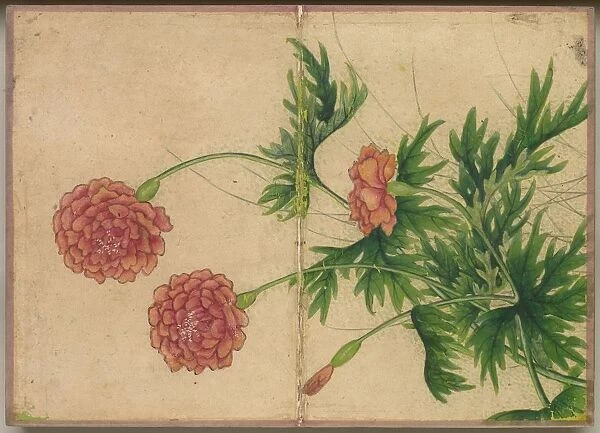 Desk Album: Flower and Bird Paintings (Peony), 18th Century. Creator: Zhang Ruoai (Chinese)