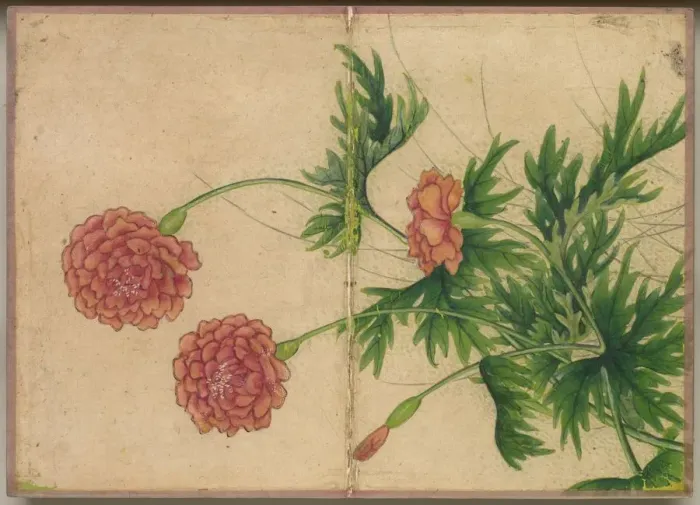 Framed Print : Desk Album: Flower and Bird Paintings (Peony), 18th Century. Creator: Zhang Ruoai (Chinese) Framed Print : Desk Album: Flower and Bird Paintings (Peony), 18th Century. Creator: Zhang Ruoai (Chinese)