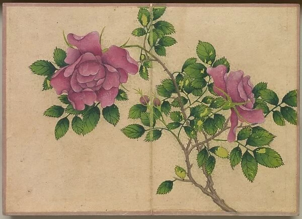 Desk Album: Flower and Bird Paintings (Rose), 18th Century. Creator: Zhang Ruoai (Chinese)