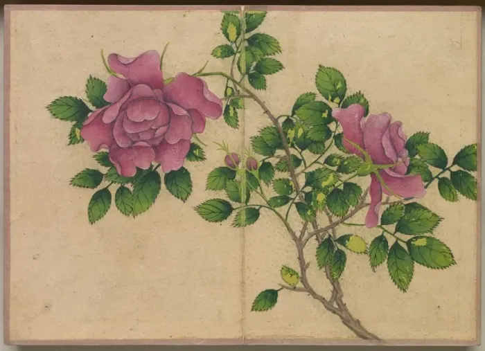 Framed Print : Desk Album: Flower and Bird Paintings (Rose), 18th Century. Creator: Zhang Ruoai (Chinese) Framed Print : Desk Album: Flower and Bird Paintings (Rose), 18th Century. Creator: Zhang Ruoai (Chinese)