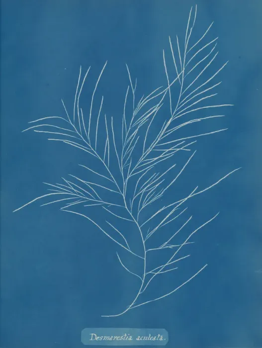 Framed Print : Desmarestia aculeata, ca. 1853. Creator: Anna Atkins Framed Print : Desmarestia aculeata, ca. 1853. Creator: Anna Atkins