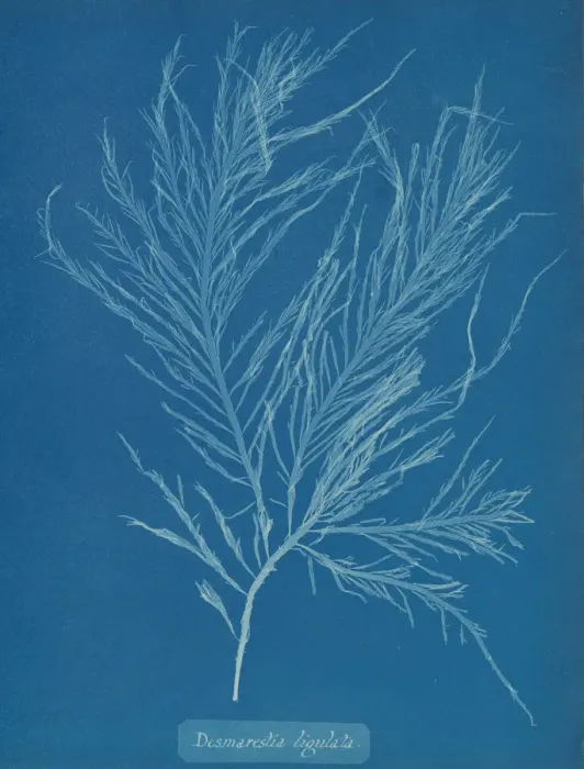 Framed Print : Desmarestia liqulata, ca. 1853. Creator: Anna Atkins Framed Print : Desmarestia liqulata, ca. 1853. Creator: Anna Atkins