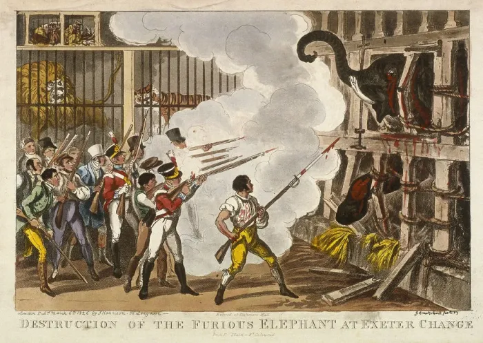 Framed Print : Destruction of the furious elephant at Exeter Change, 1826. Artist: George Cruikshank