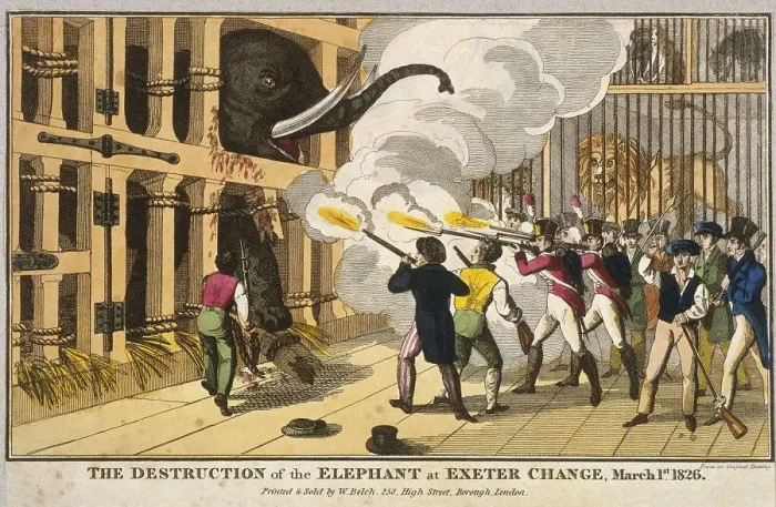 Framed Print : Destruction of the furious elephant at Exeter Change, 1826 Framed Print : Destruction of the furious elephant at Exeter Change, 1826