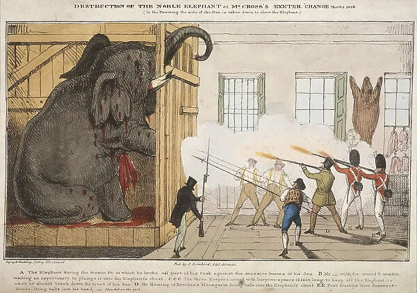 Destruction of the noble elephant sat Mr Crosss Exeter Change, 1826. Artist