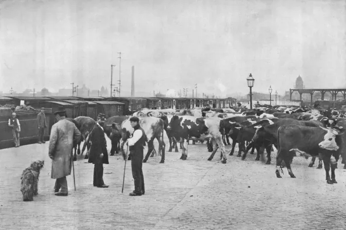 Framed Print : Detraining cattle, LNWR depot, York Road, London, c1903 (1903) Framed Print : Detraining cattle, LNWR depot, York Road, London, c1903 (1903)