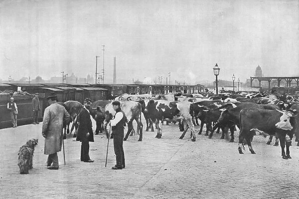 Detraining cattle, LNWR depot, York Road, London, c1903 (1903)