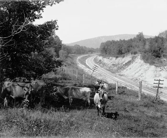 Framed Print : Devil's Lake, Wis. Hopkin's jerseys, between 1880 and 1899. Creator: Unknown Framed Print : Devil's Lake, Wis. Hopkin's jerseys, between 1880 and 1899. Creator: Unknown