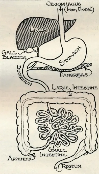 Framed Print : Diagram showing the Alimentary Canal, which passes right through the body, c1934 Framed Print : Diagram showing the Alimentary Canal, which passes right through the body, c1934