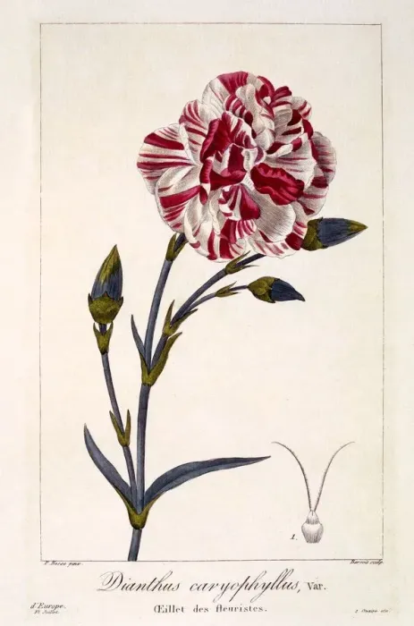 Framed Print : Dianthhus caryophyllus, pub. 1836. Creator: Panacre Bessa (1772-1846) Framed Print : Dianthhus caryophyllus, pub. 1836. Creator: Panacre Bessa (1772-1846)