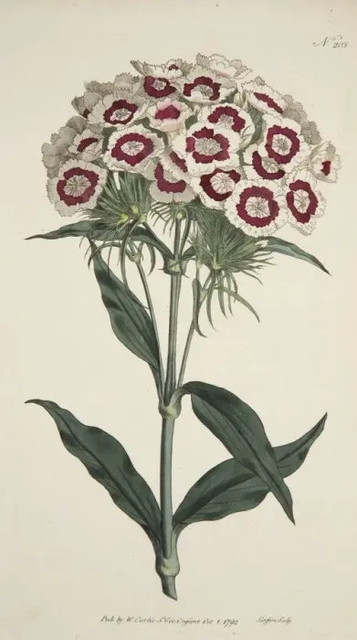 Framed Print : Dianthus Barbatus (Bearded Pink), pub. 1792 (hand coloured engraving). Creator: English School Framed Print : Dianthus Barbatus (Bearded Pink), pub. 1792 (hand coloured engraving). Creator: English School