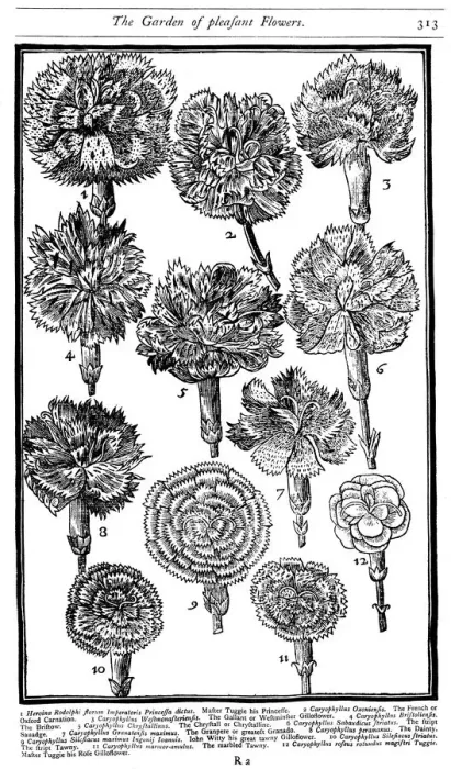 Framed Print : Dianthus (Carnations and Pinks), 1629