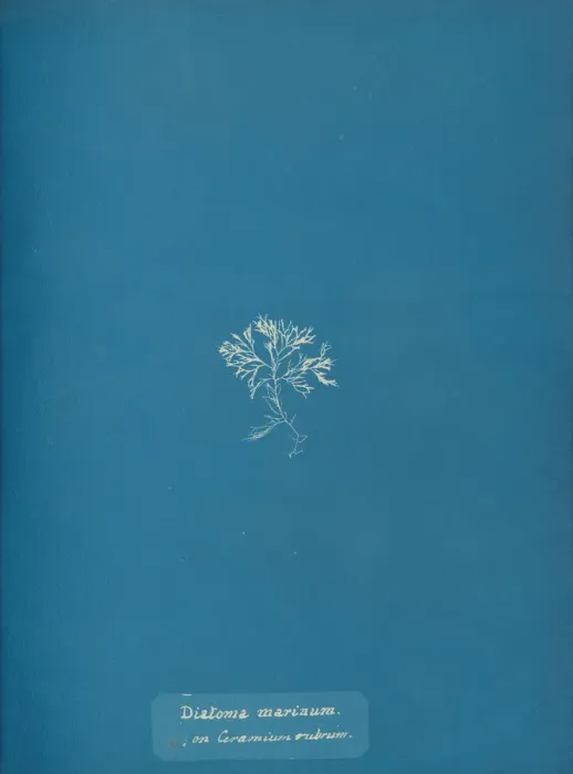 Framed Print : Diatoma marinum on Ceramium rubrum, ca. 1853. Creator: Anna Atkins Framed Print : Diatoma marinum on Ceramium rubrum, ca. 1853. Creator: Anna Atkins