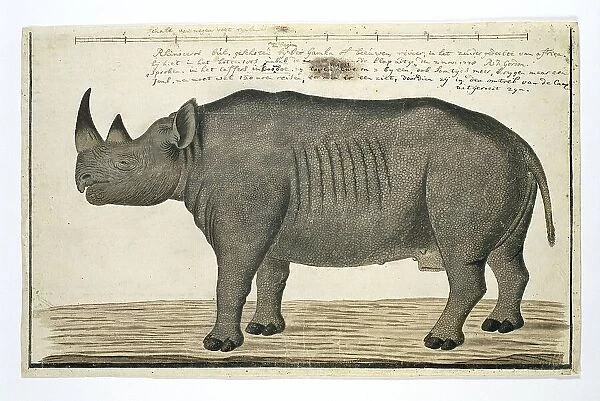 Diceros bicornis bicornis (Black rhinoceros; male), in or after 1778. Creator: Robert Jacob Gordon
