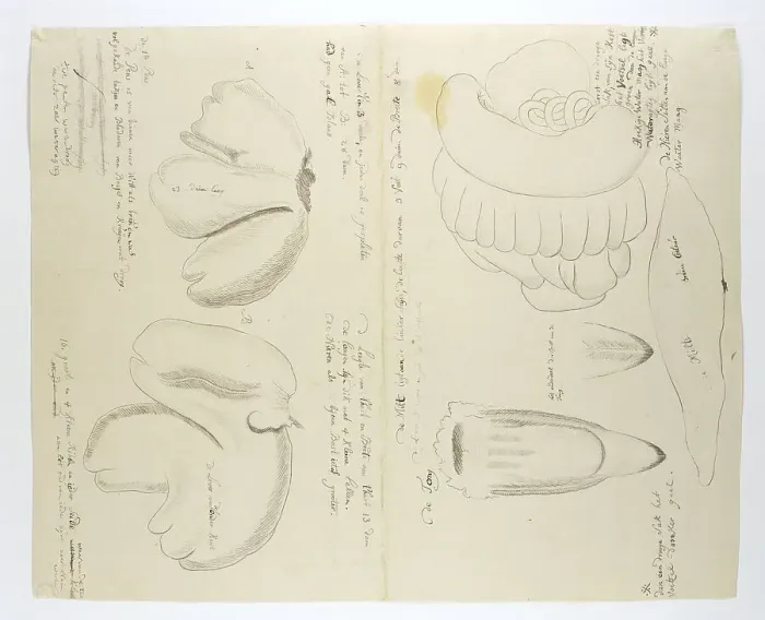 Framed Print : Diceros bicornis bicornis (Rhinoceros), organs, in or after 1778. Creator: Robert Jacob Gordon Framed Print : Diceros bicornis bicornis (Rhinoceros), organs, in or after 1778. Creator: Robert Jacob Gordon